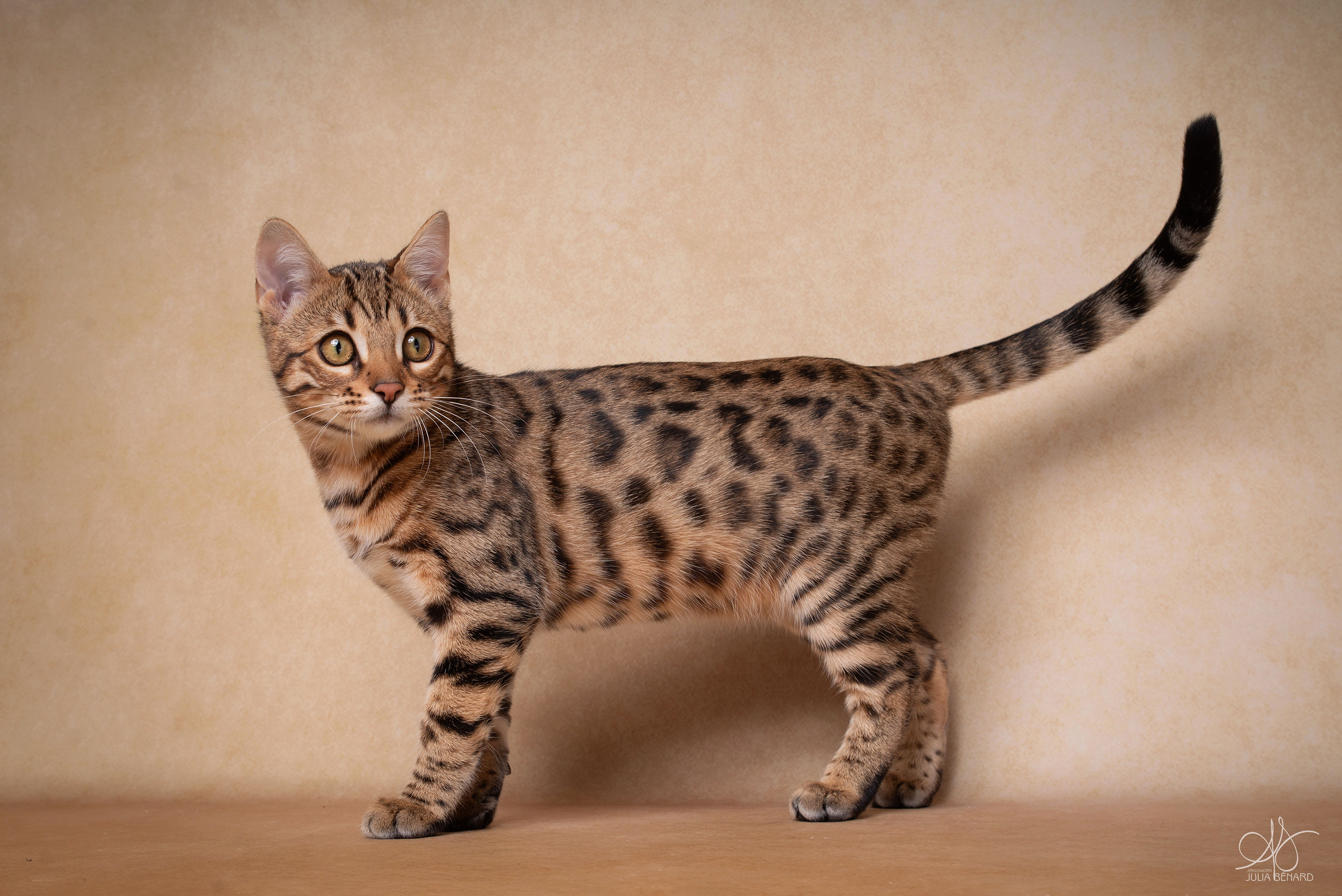 SUA SIAM WASSANA BALAMI